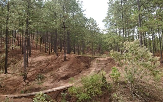 Propiedad en Yoro 17,000 Manzanas