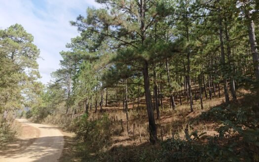 Propiedad en Yoro 17,000 Manzanas